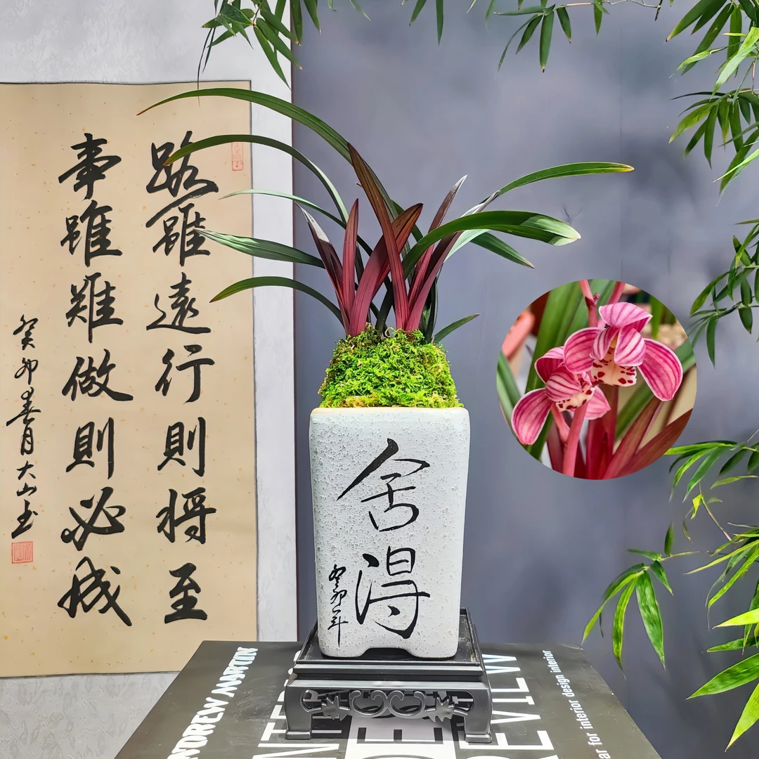 建兰[红草红荷]网红草精品兰花带陶瓷花盆种好好养活浓香型