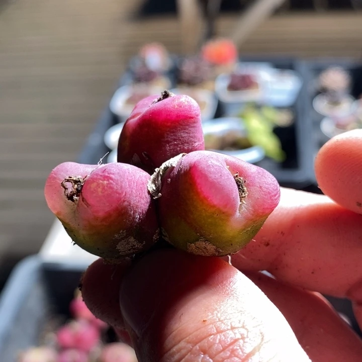 默**期19212一个一个一个