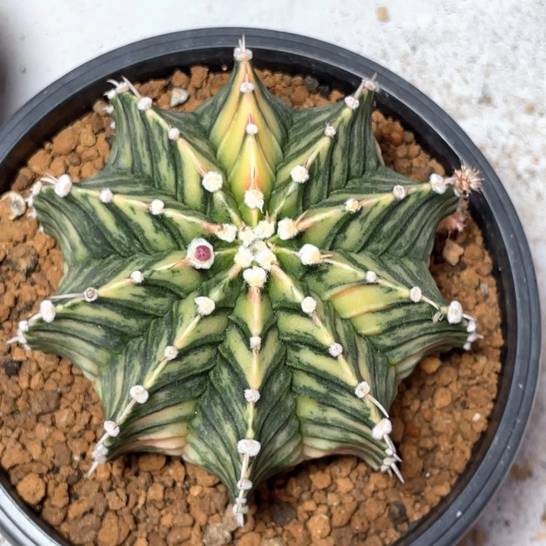 当前无花朵，栽培后可花朵