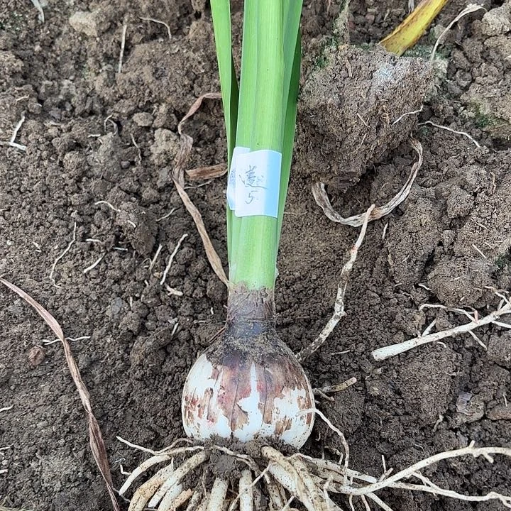 蔓越莓5左右带土