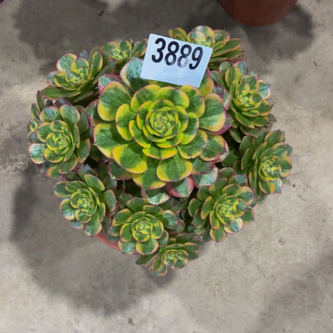 无花朵3889火狐1111111