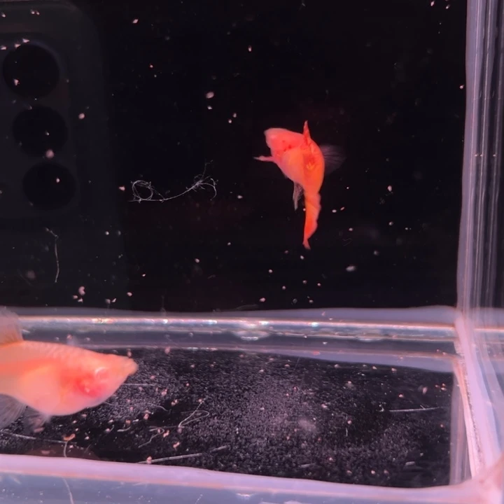 孔雀鱼红龙白子玻璃猫1对