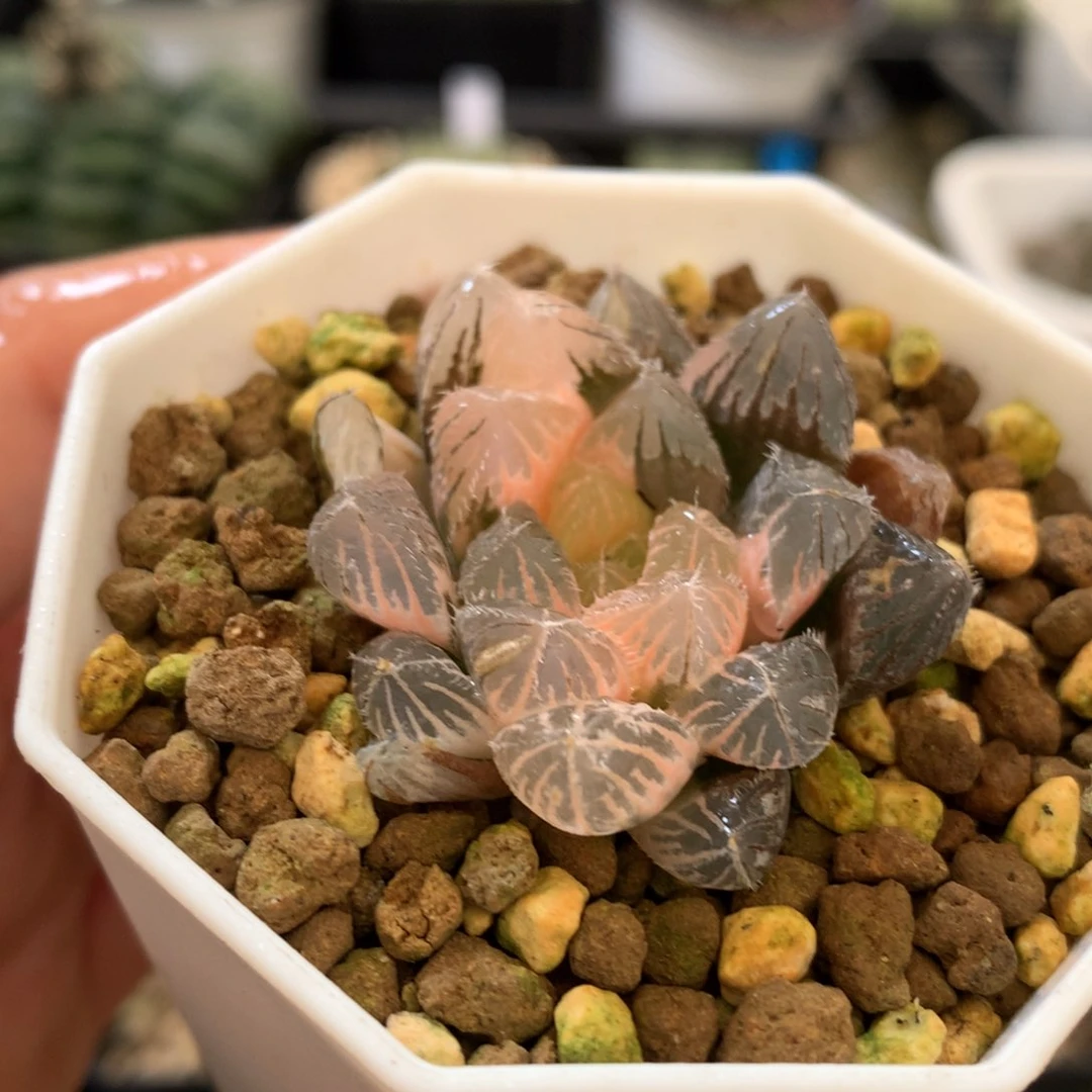 赤线玉露锦，带盆发货