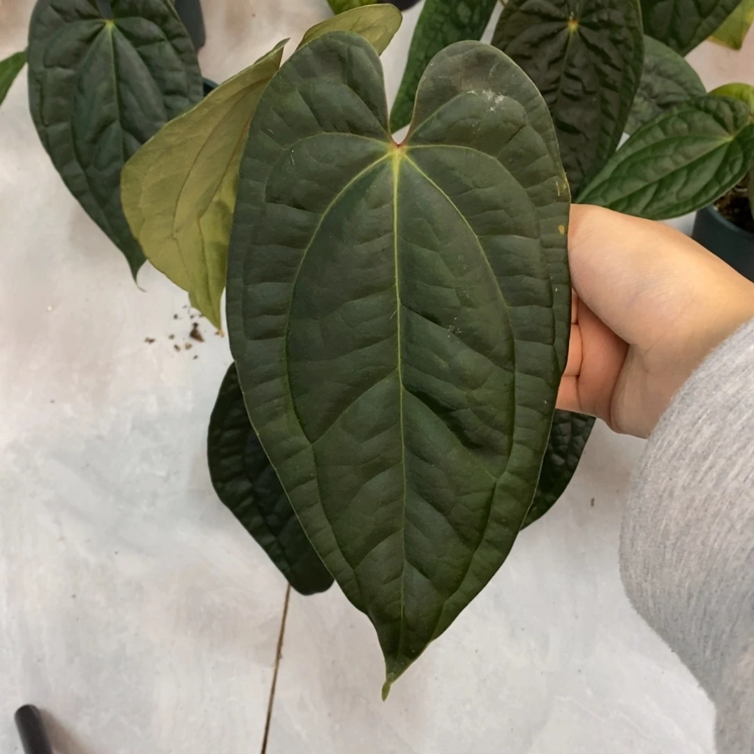 不开花植物papi杂奢华