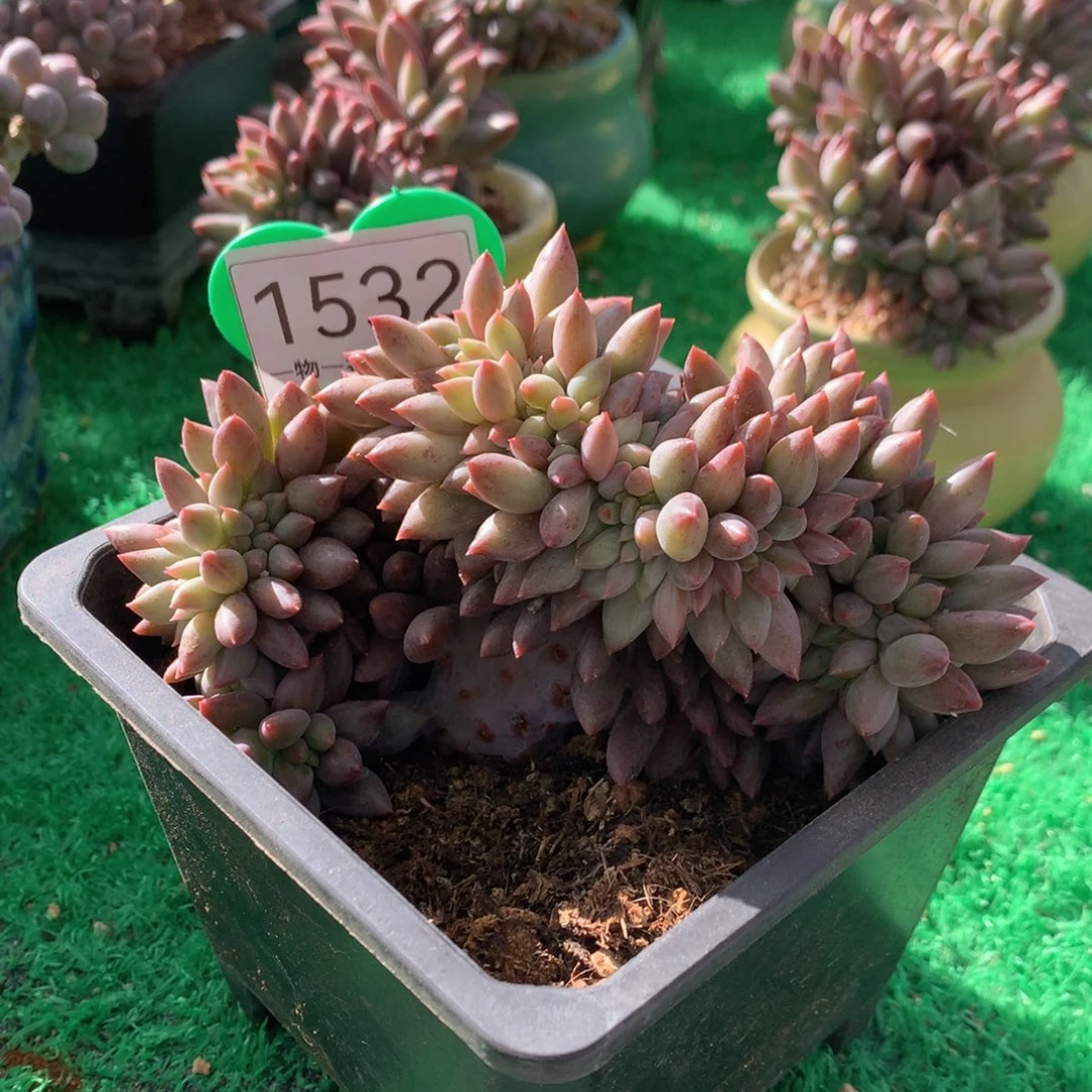 红蜻蜓树缀一物一拍1532