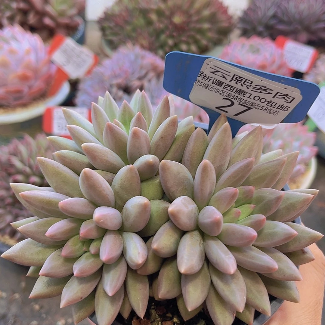 0027黄体红蜻蜓多肉植物