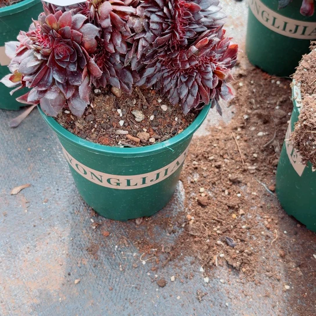 嗯729 号多肉法师植物特价