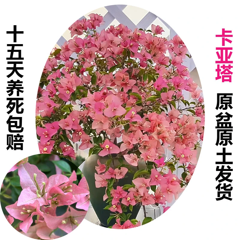 卡亚塔(三角梅)原生大苗四季开花老桩爬藤植物