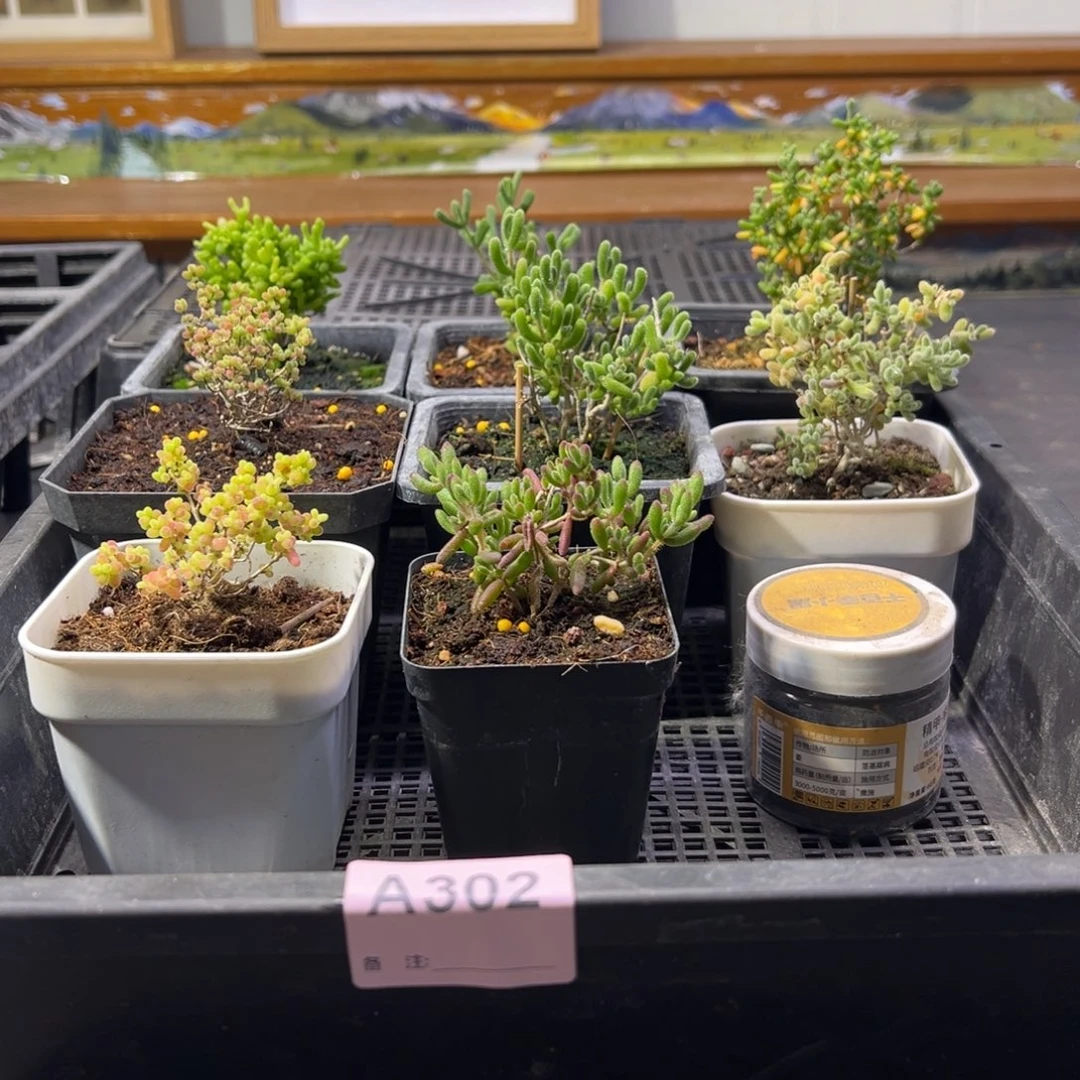 枝干番杏多肉植物302
