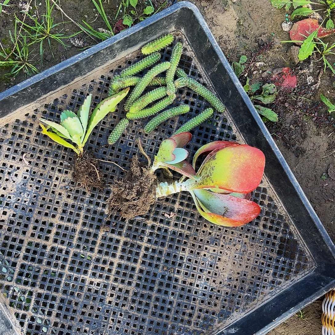 毛毛虫。不死鸟。堂印多肉植物