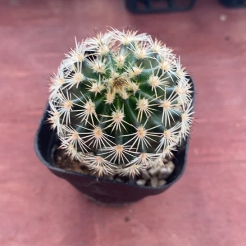 实生虾单4仙人球