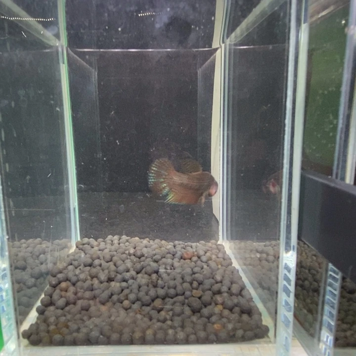 斗鱼泰国斗鱼252号