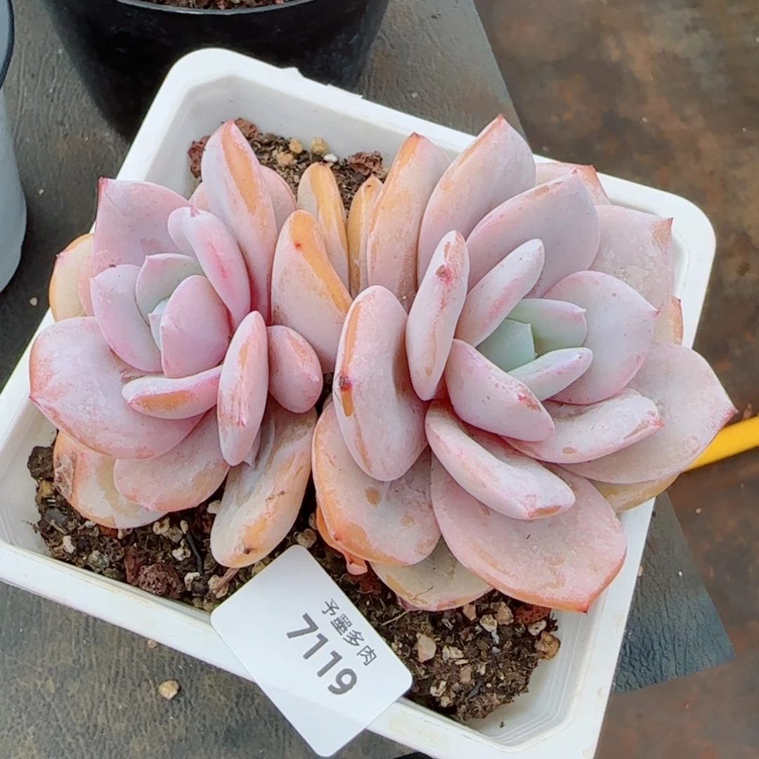 奶茶粗桩，7119多肉植物