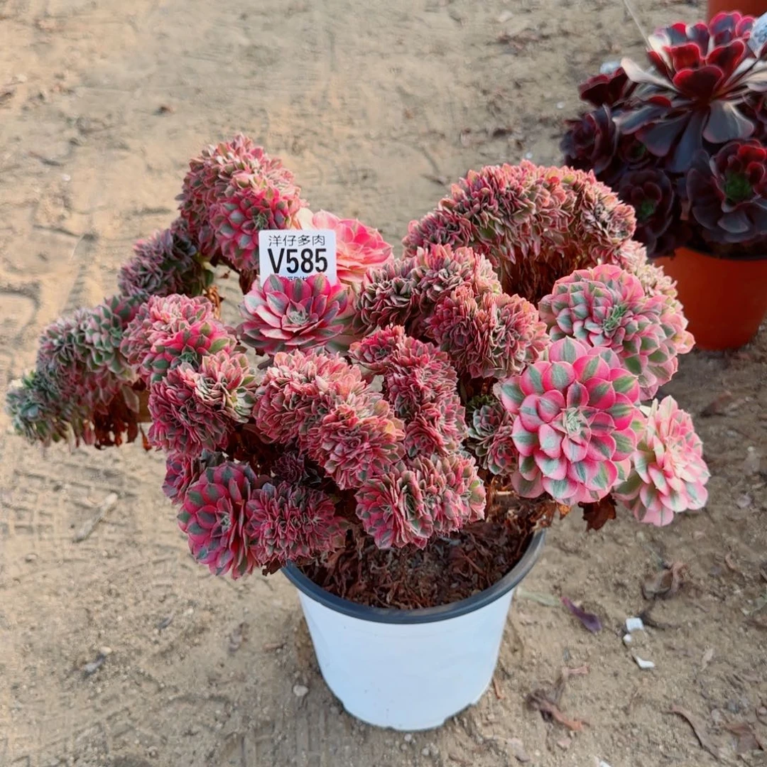 倾城缀化585冠幅38左右