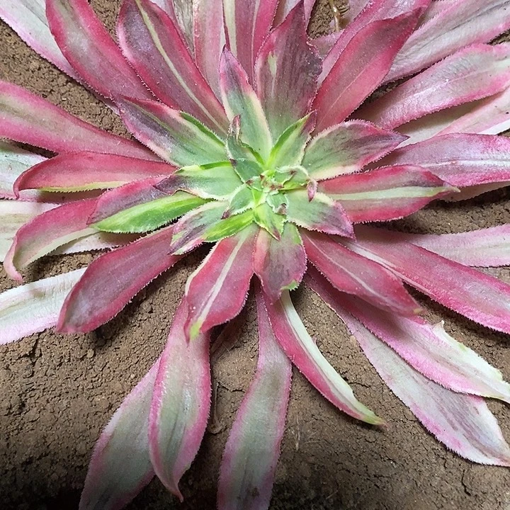 多肉植物保护研究所