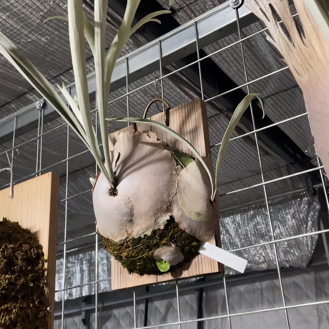 完全开放野银J侧芽