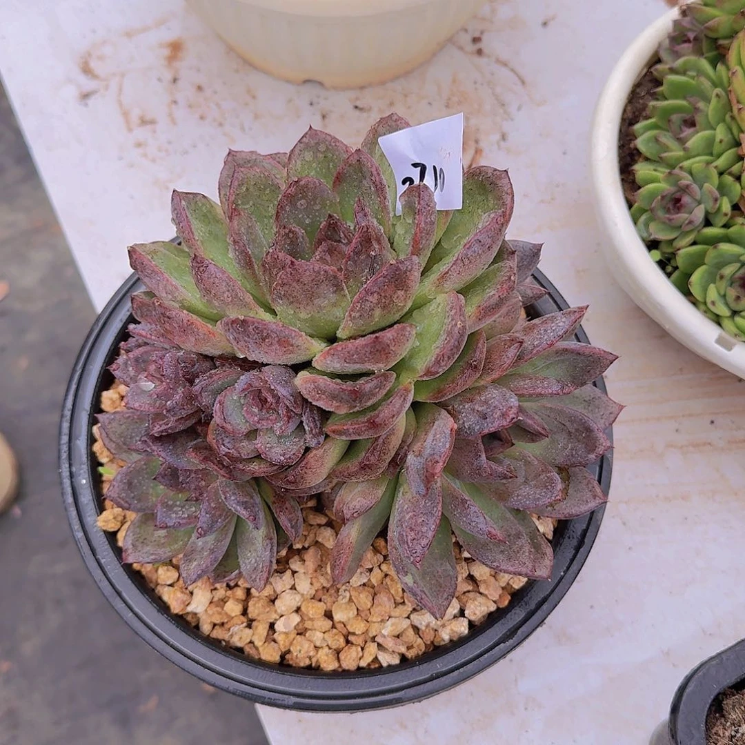 来****张2710黑橙多肉植物