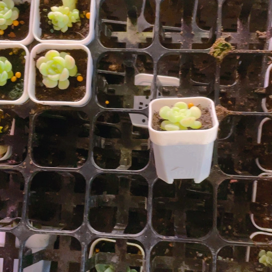 咸***粥特殊个体中盆一个满25包邮