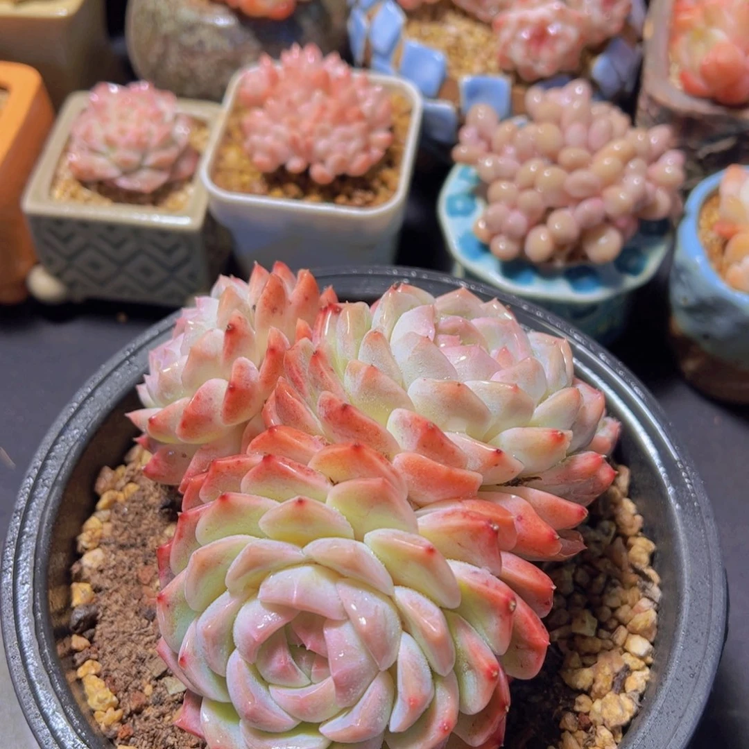 玉*新品，多肉植物