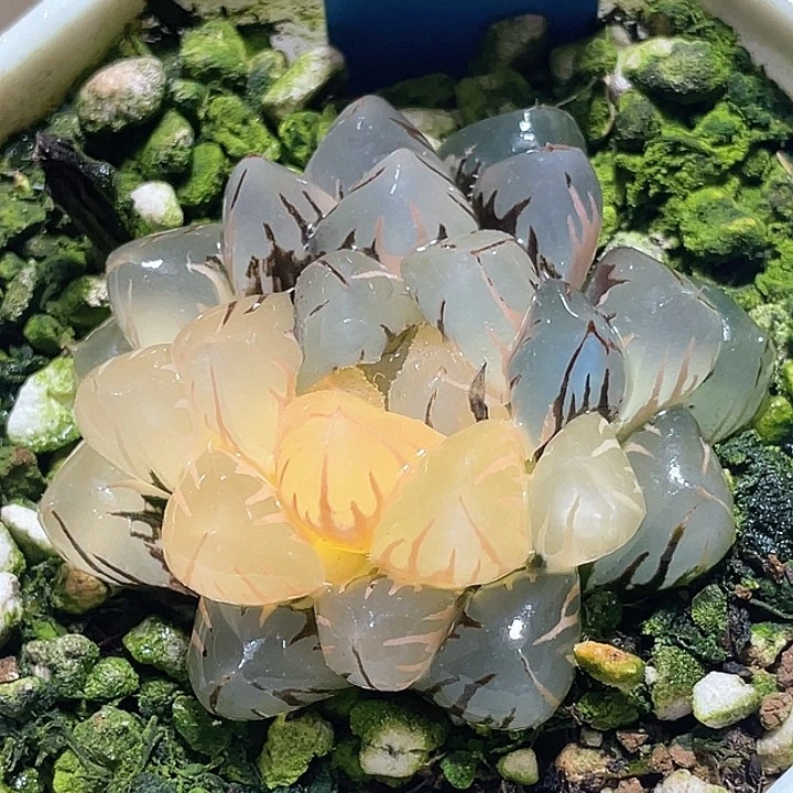 594水中月一物一拍