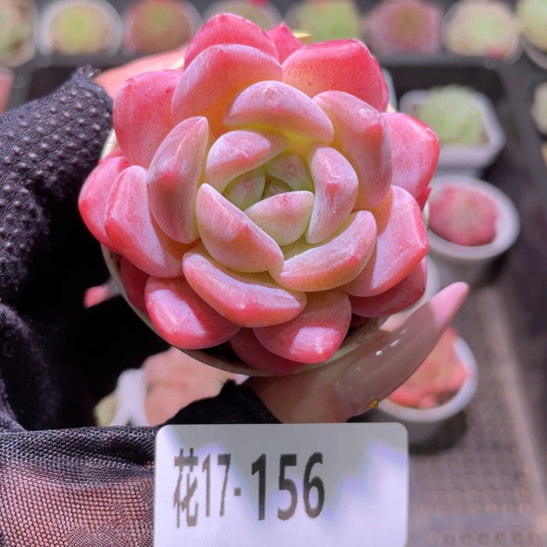 花利美17-156新品