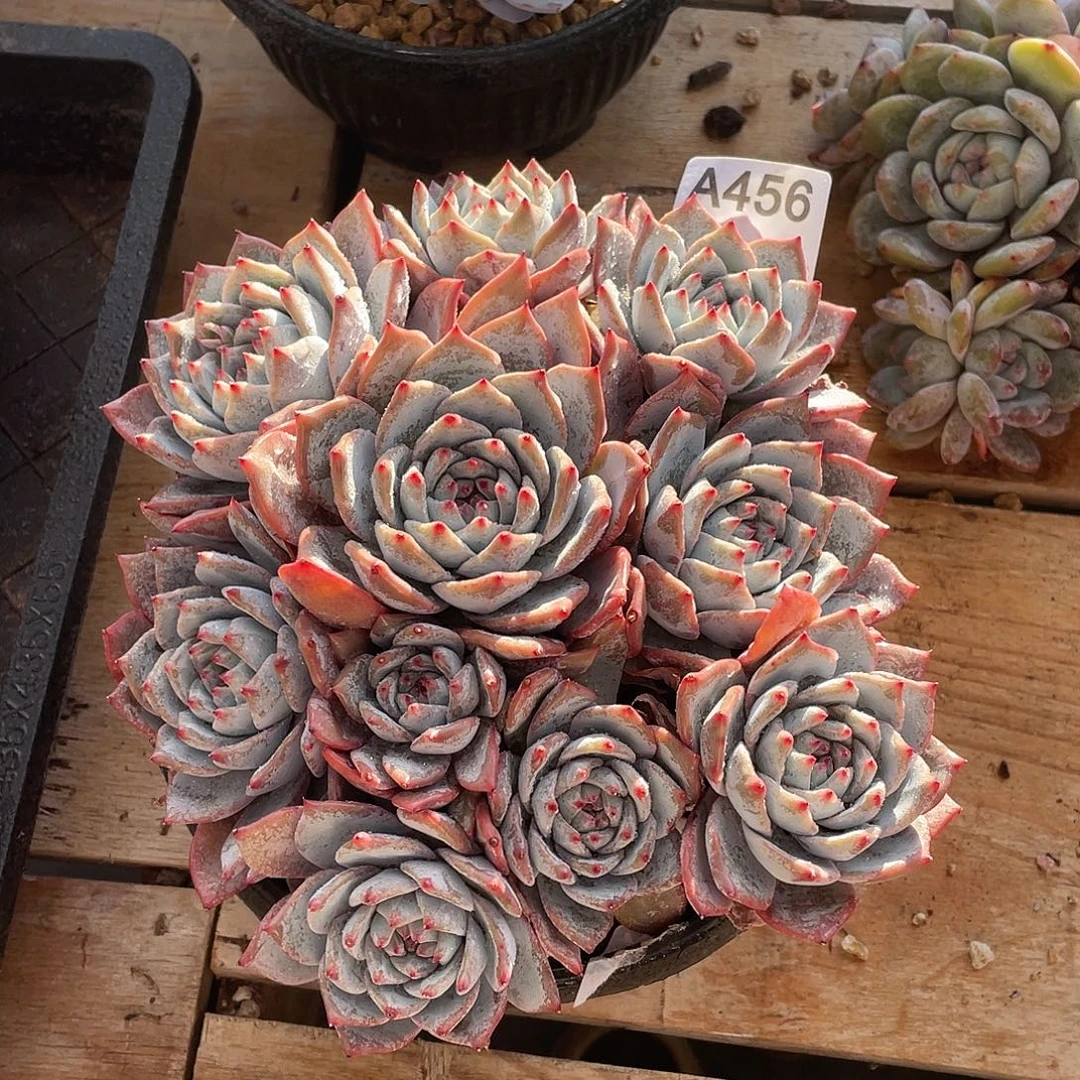 456多肉植物多肉植物