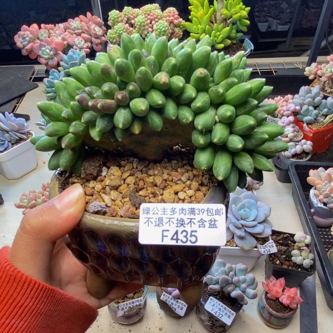 435香蕉树缀多肉9c m