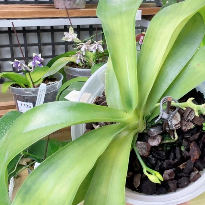 完全开放象形文字-1582-原种浓香