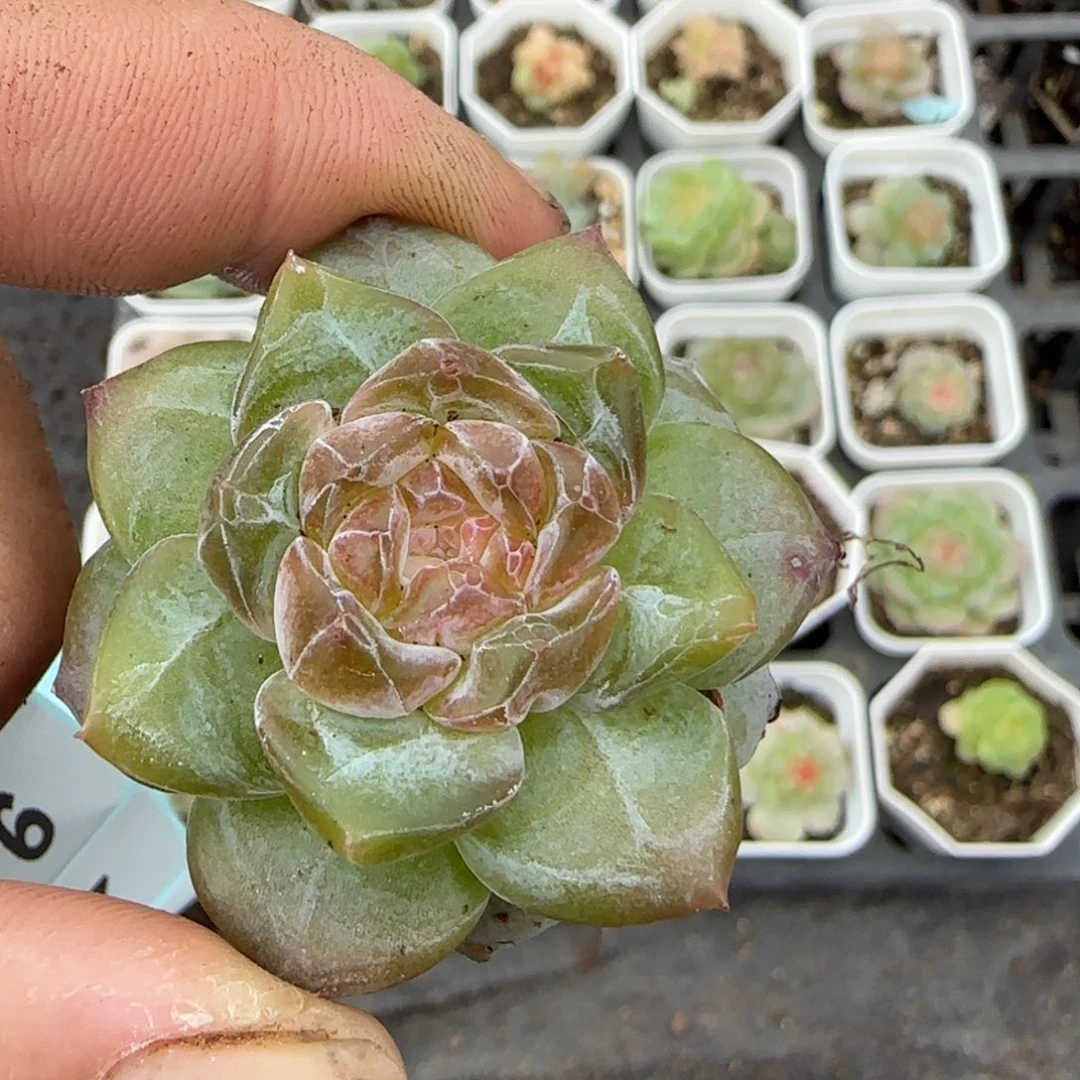 小卡拉米糖心一物一拍5-76