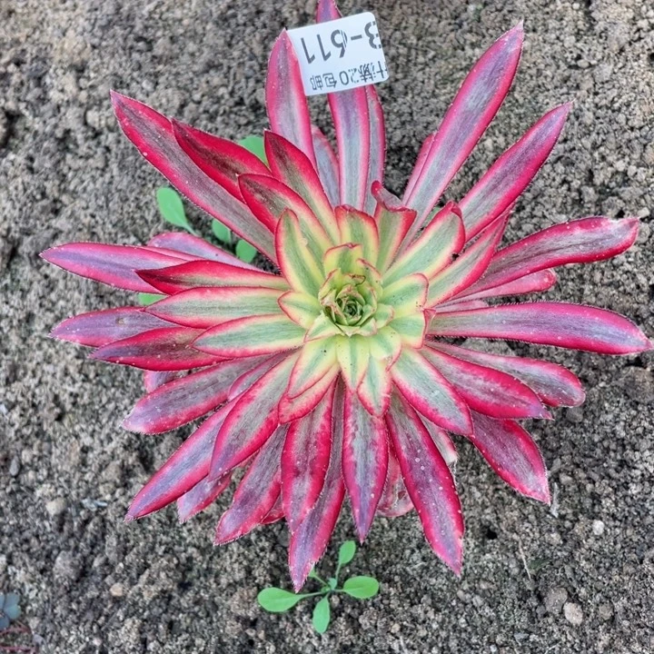 611朱雀多肉123456789