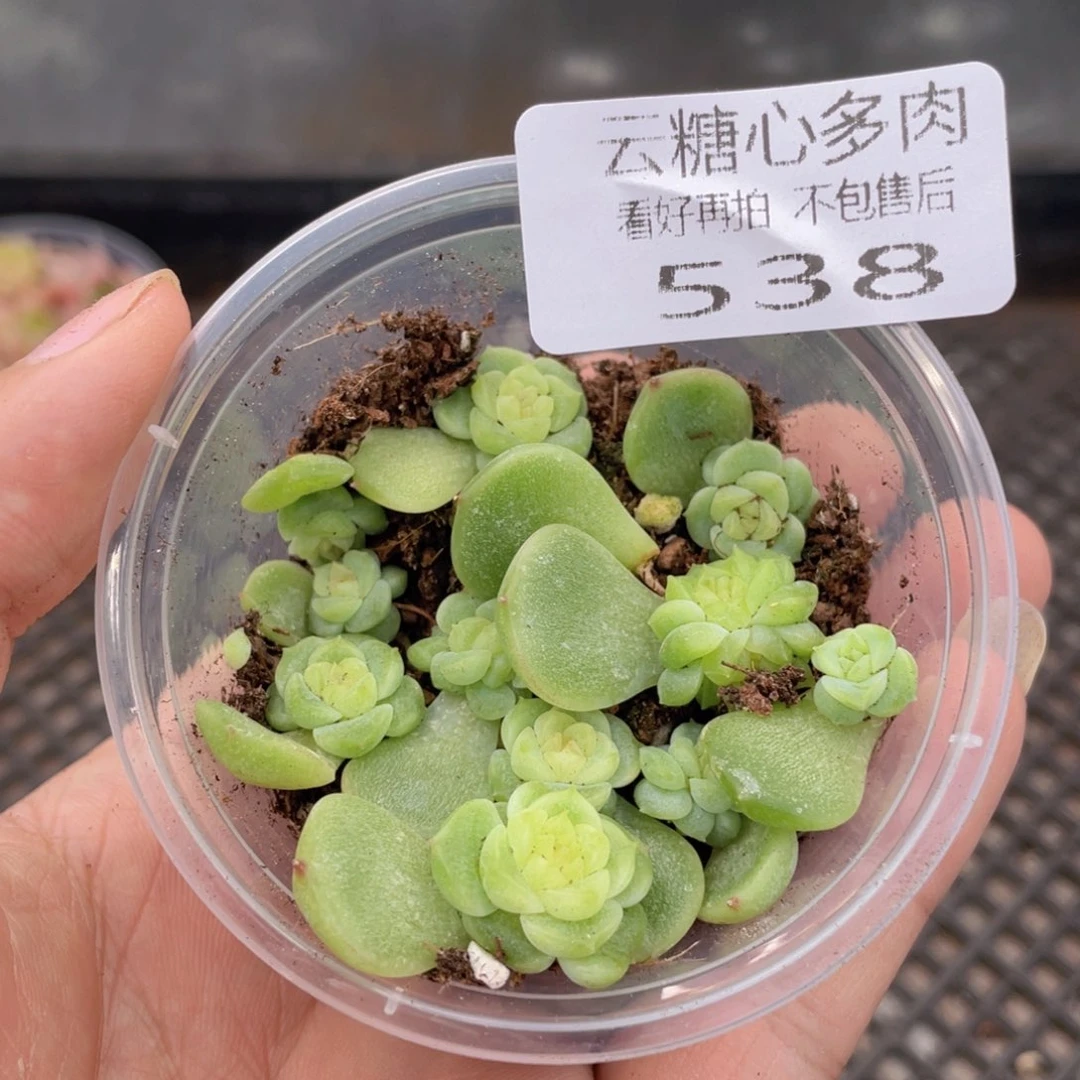 云糖心多肉植物538