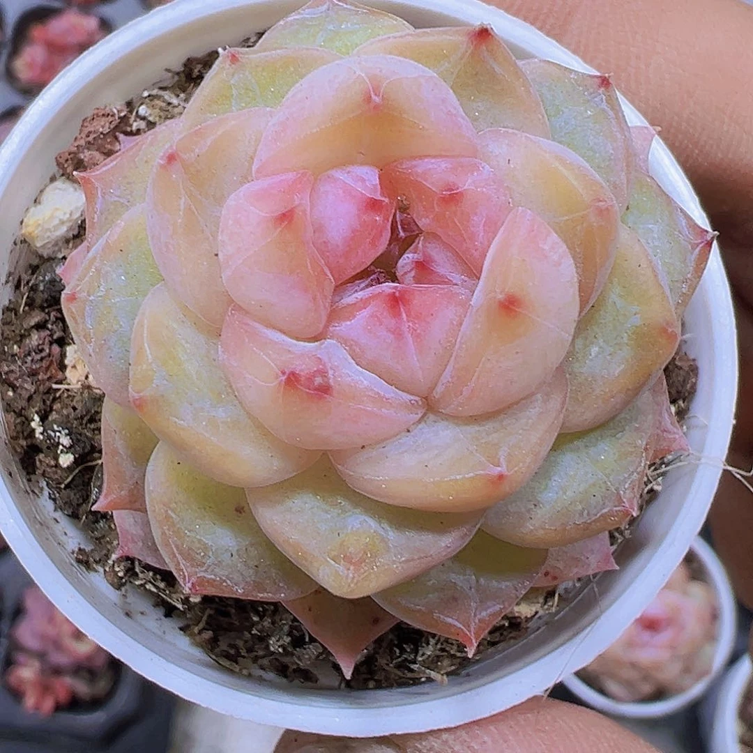 粉胭脂带盆带土19包邮