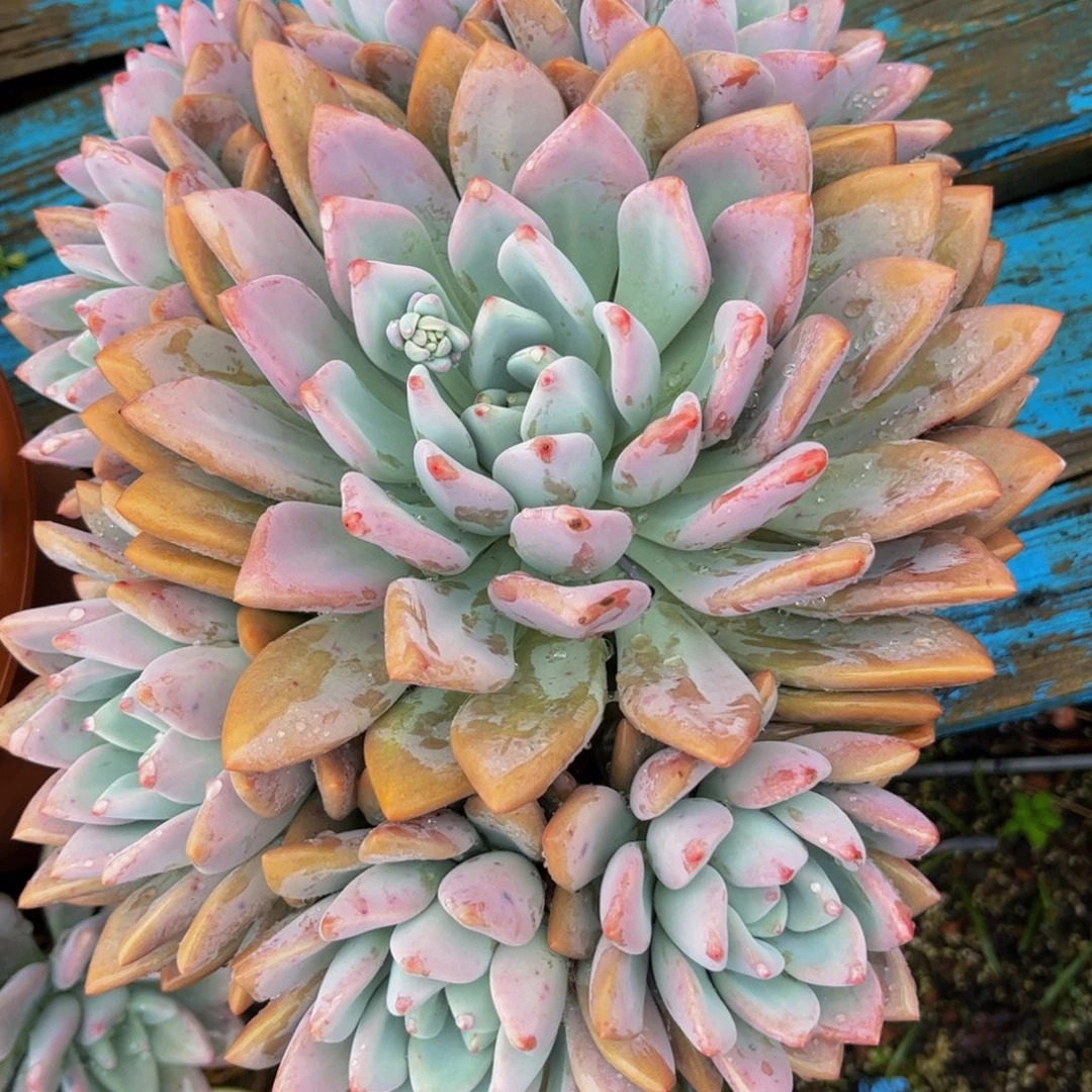 新疆西藏内蒙不发货，奥普