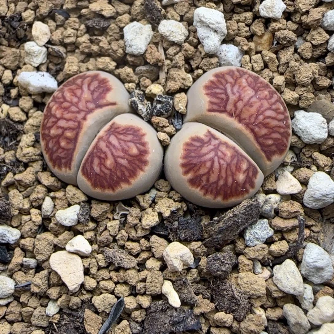266 生石花大棚直播