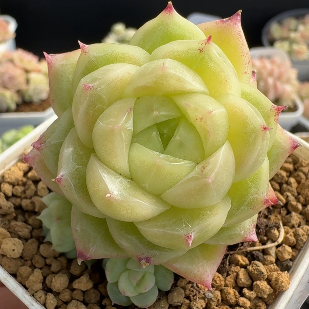 一物一拍一物一拍12-14-397