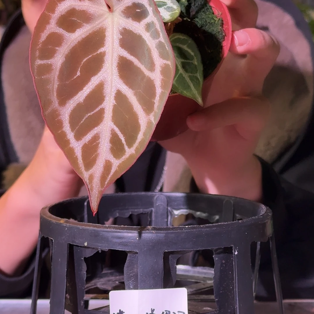 不开花植物G754skg银红杂狂想曲