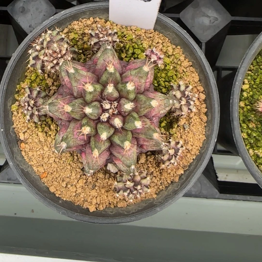 179-0216海神脱土发多肉