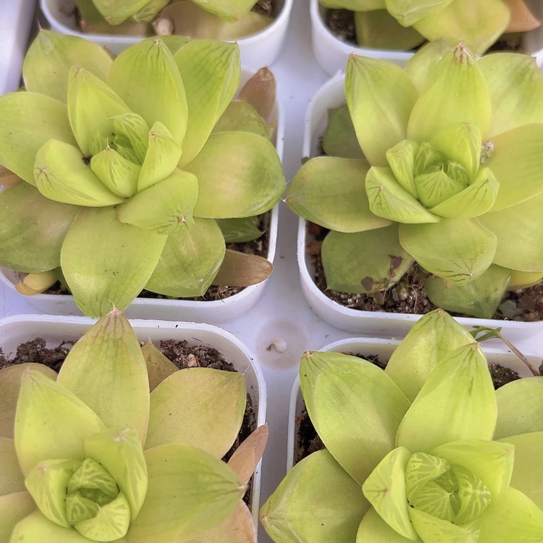 黄金雨露19包邮多肉