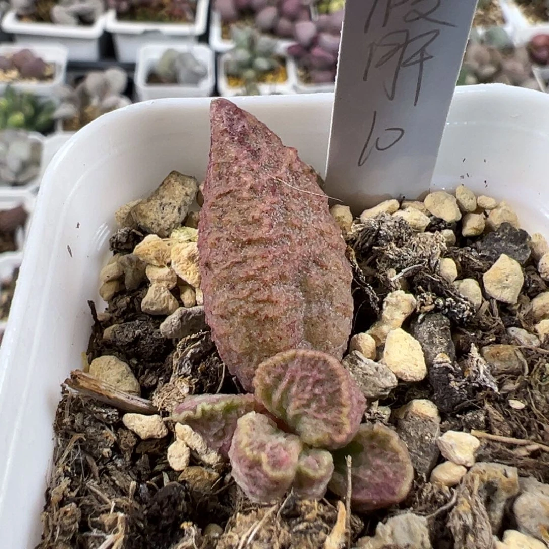 融化纹猪肝多肉植物水泡