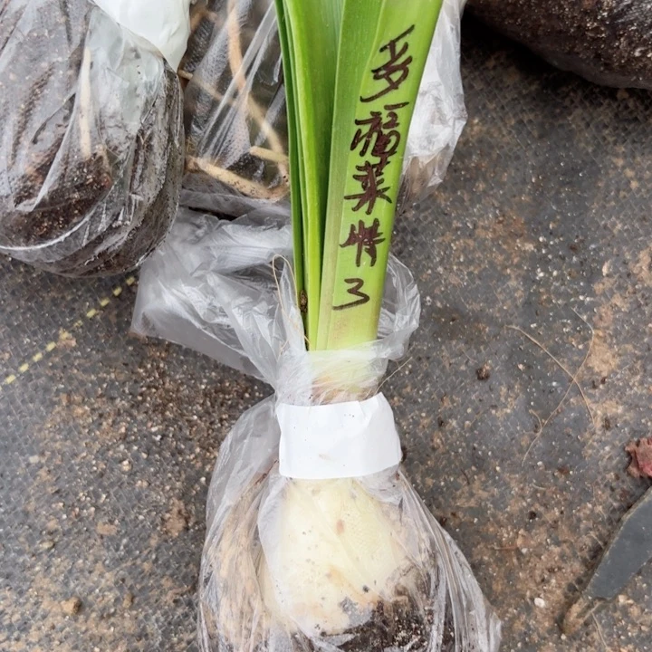 无花朵多福来特包对版三号