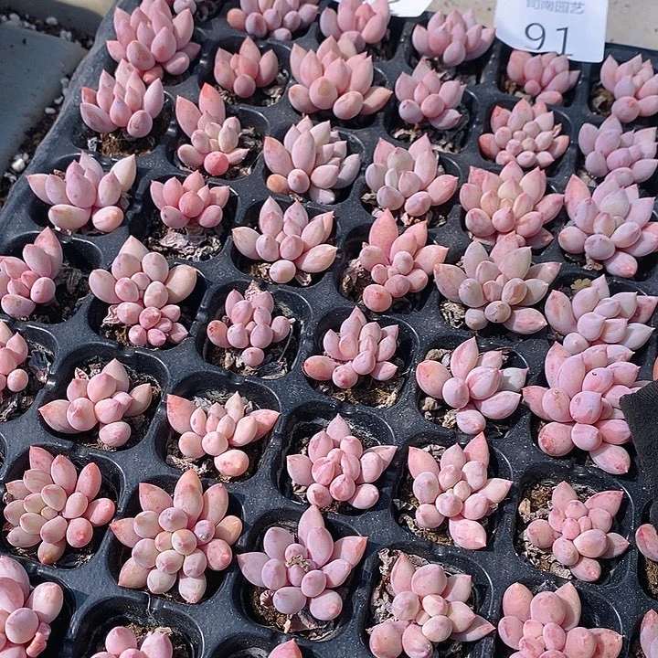 91-93 多肉植物盆栽花卉植物