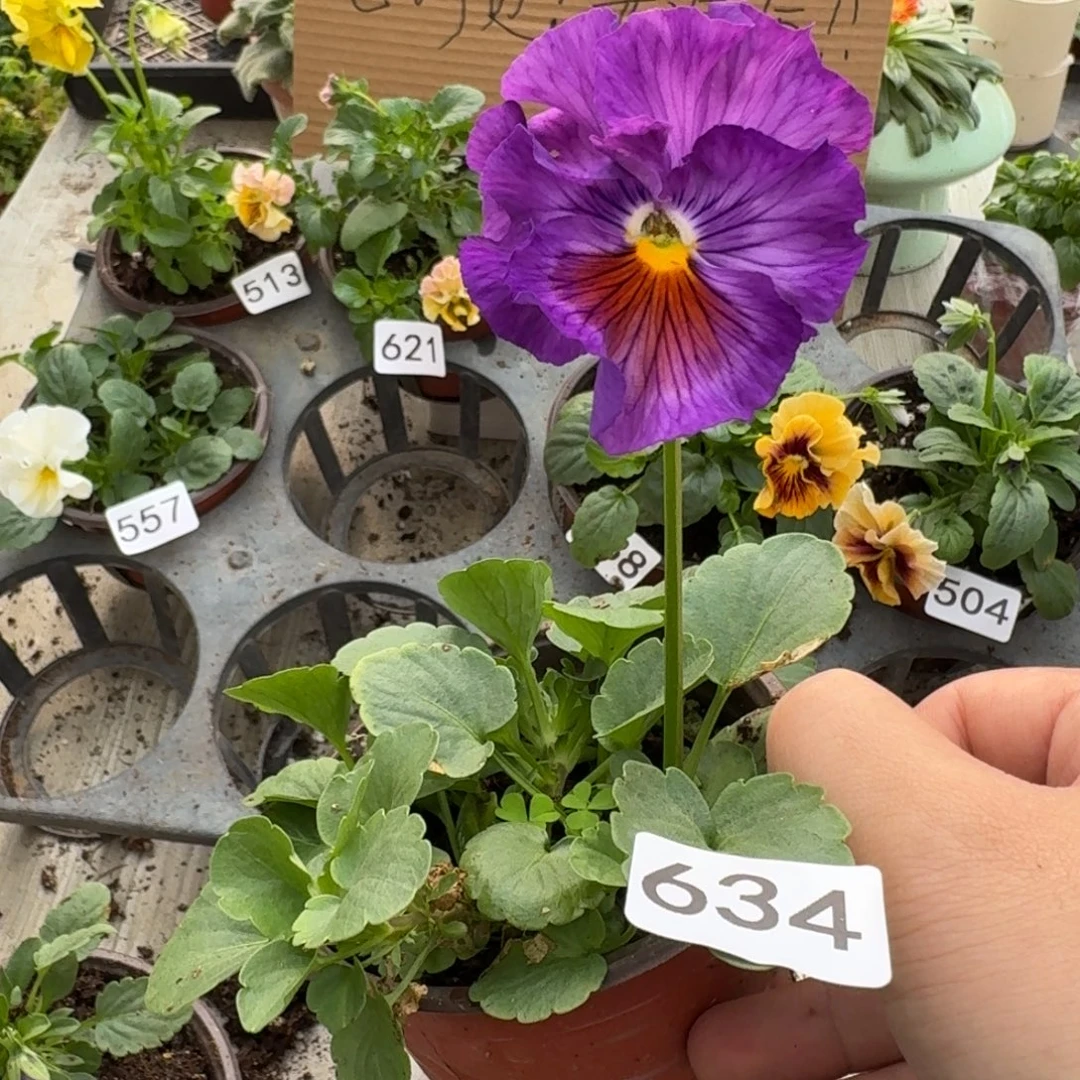 大部分花苞少量开放634