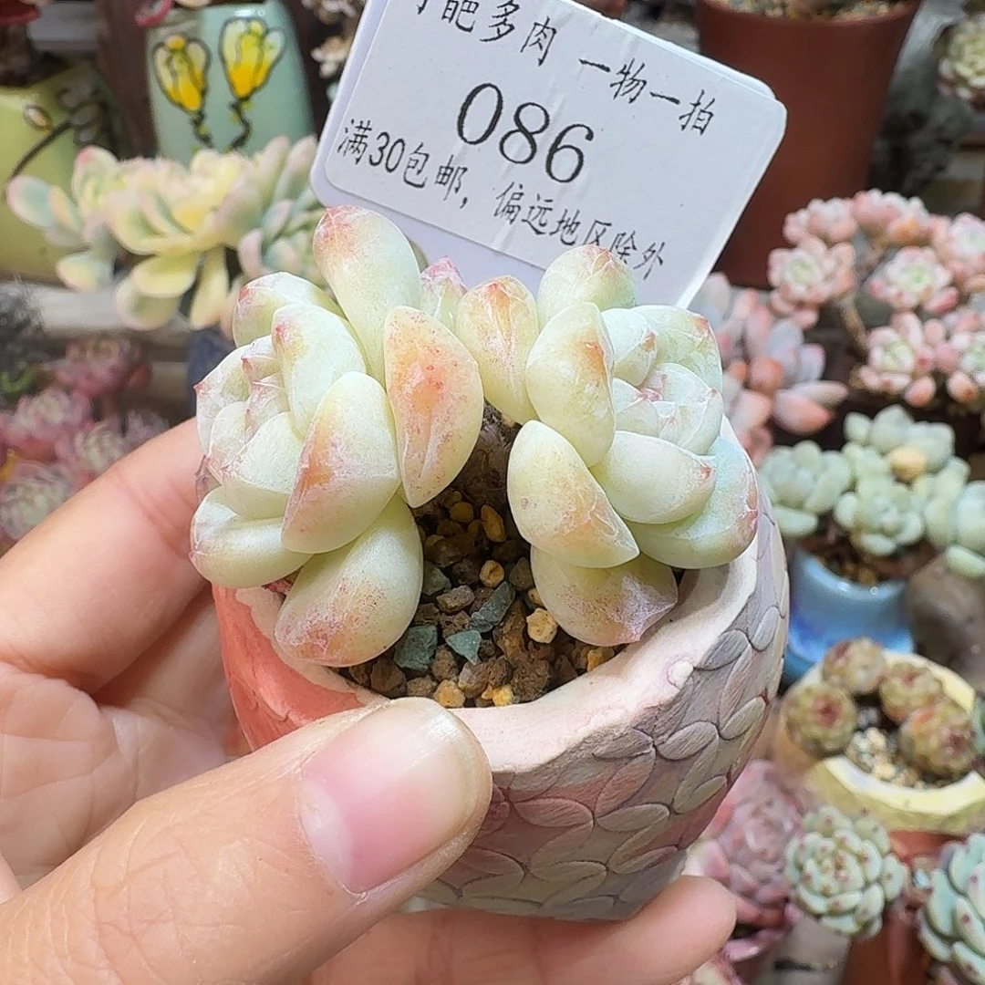 086 多肉含盆土 30元包邮➗偏远