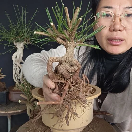 完全开放迎春花甘肃小叶迎春货梯