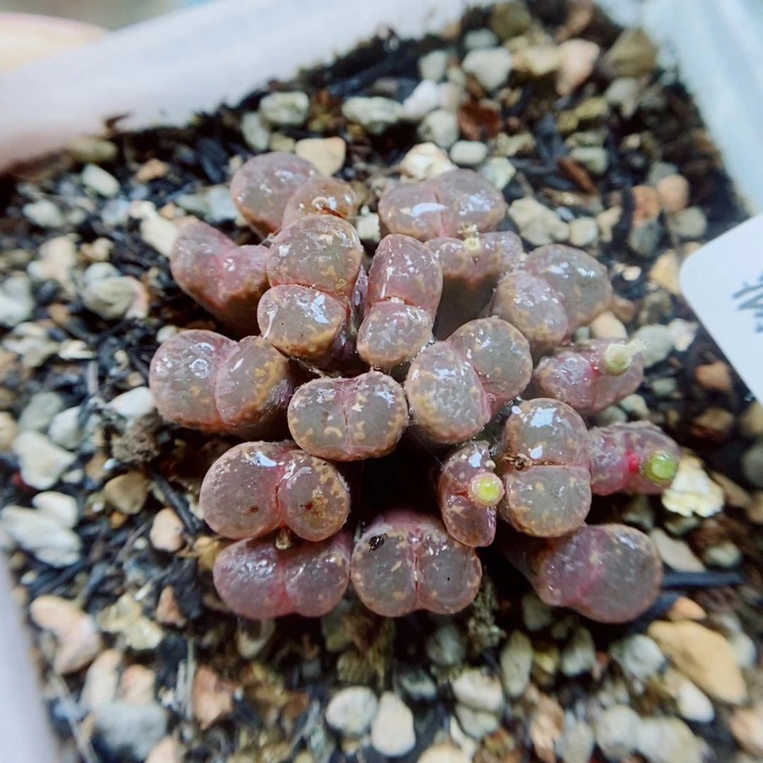 生石花花花花花花930