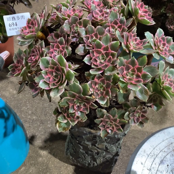694浣纱多肉植物特价
