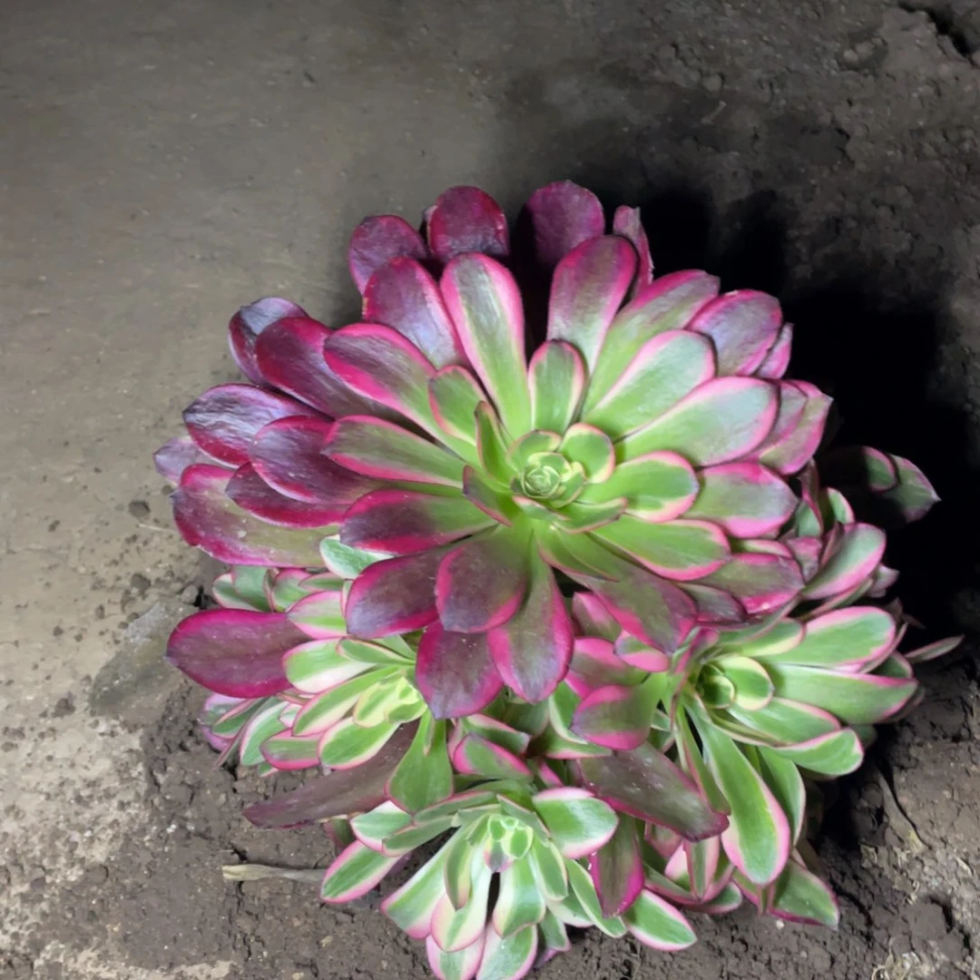 凤冠多肉法师断枝不包