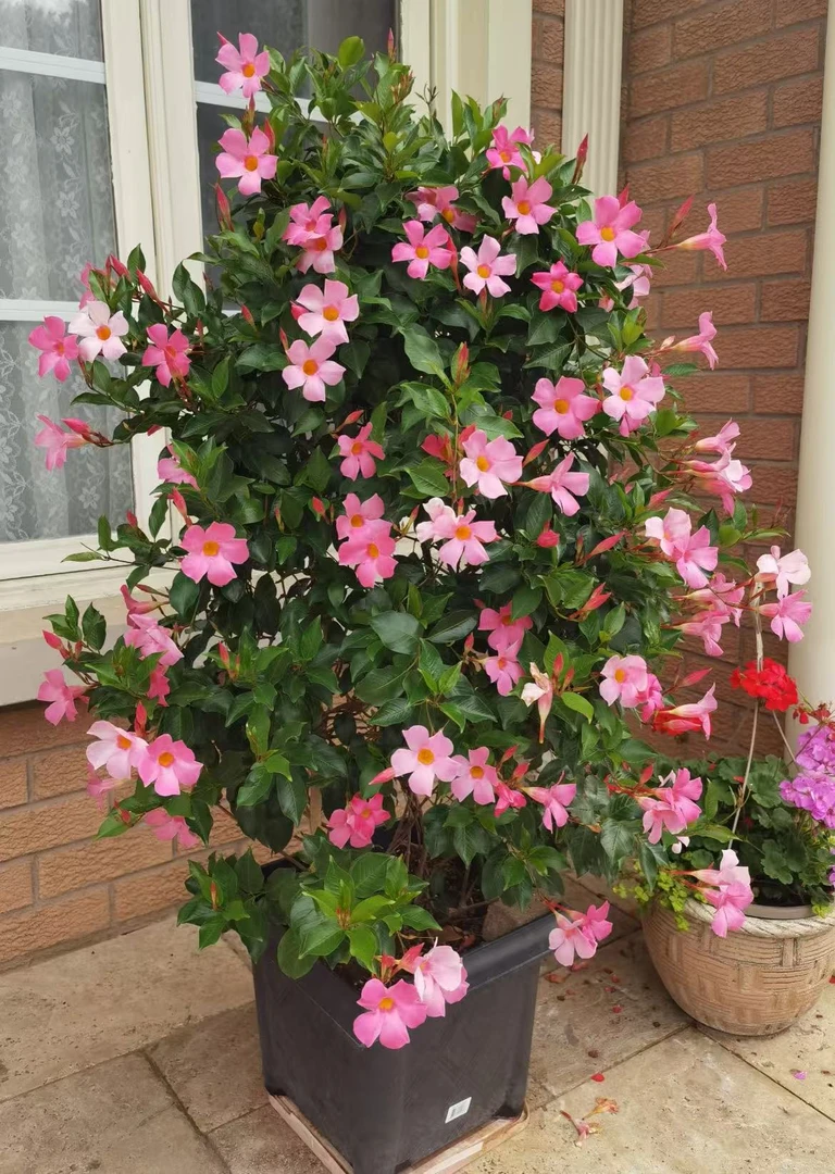 飘香藤盆栽杏飘多年生爬藤植株阳台庭院爆花耐热带花苞发货