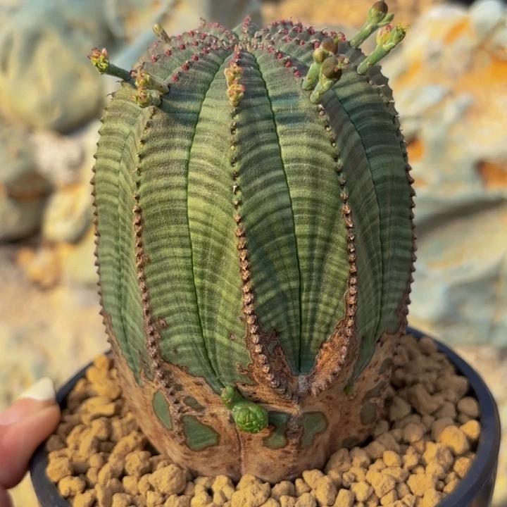 m实生欧系布纹球侧芽带盆锈斑满满