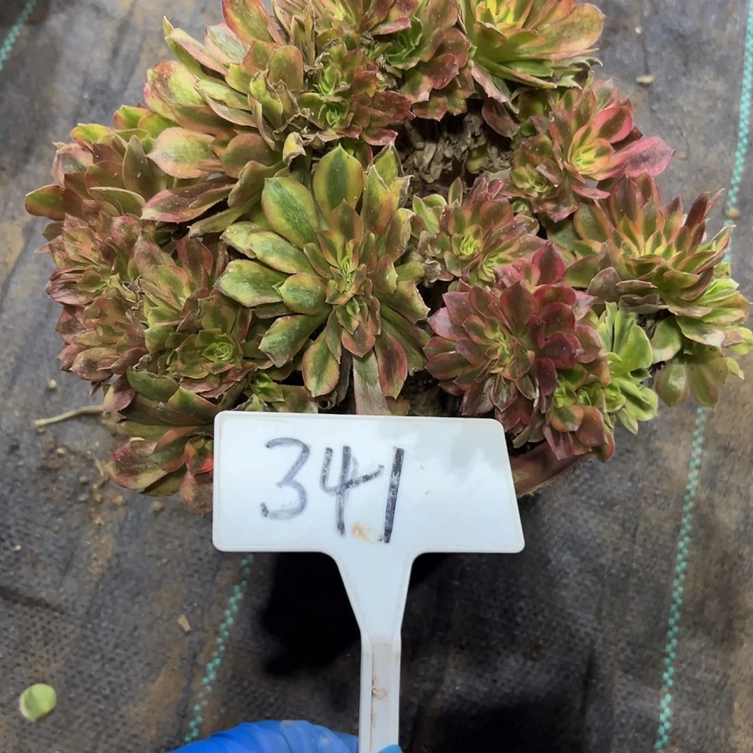 多肉植物维纳斯一体化341